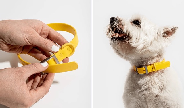 side by side images, left image yellow collar, right image dog wearing yellow collar
