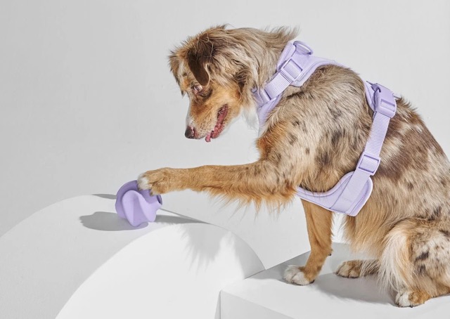 dog wearing lavendar harness playing with toy